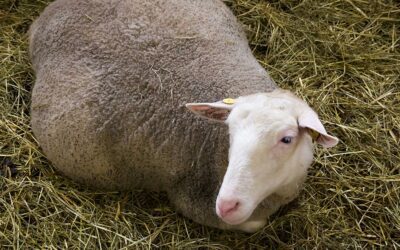 Hypocalcemia caused by low blood calcium levels in sheep