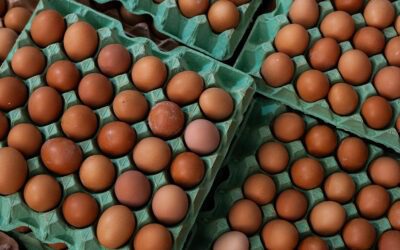 Want to know more about the inside of an egg? Egg-cellent!