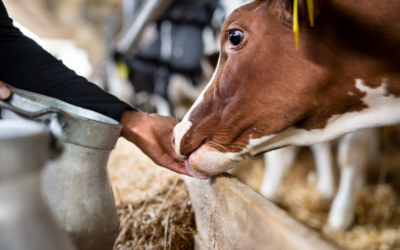 Feed Transitions: Protecting Rumen Health, Performance and Profitability